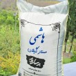 هاشمی ممتاز گیلان