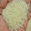 هاشمی کارخانه پاک شده [موجودی: ۴ بسته]